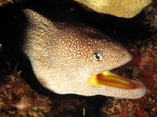 gueule jaune